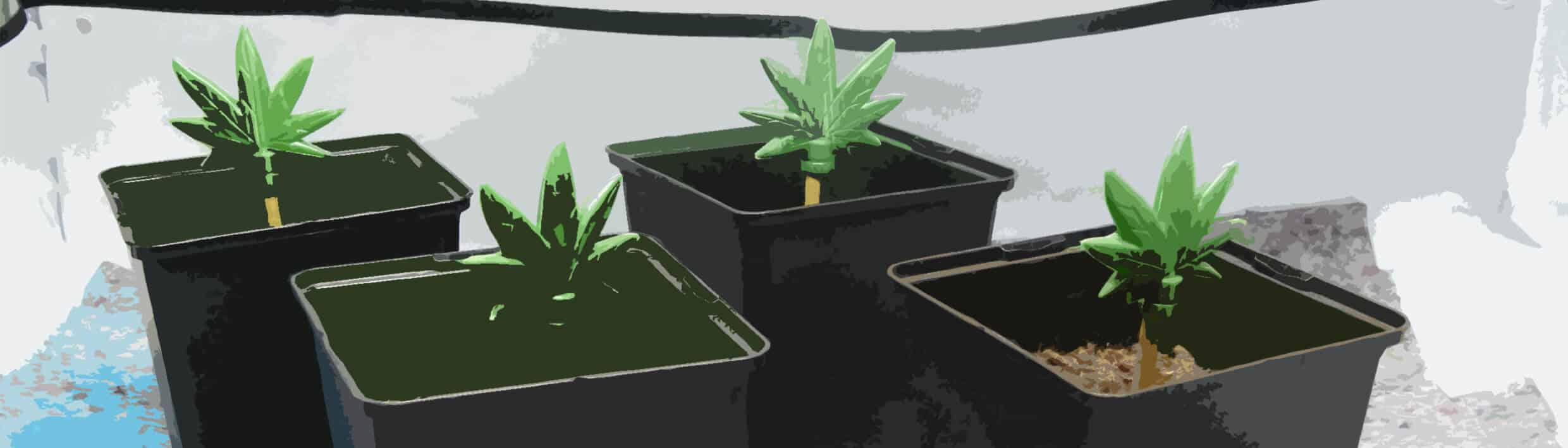 Medicinale wiet kweken Plantarium