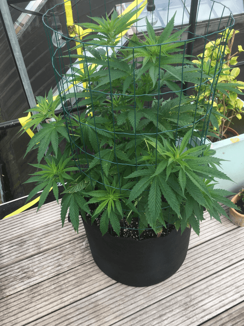 Cor's Kooi Kwekerij Deel 3 plantarium