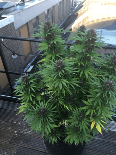 Cor's Kooi Kwekerij 5 Plantarium Nijmegen