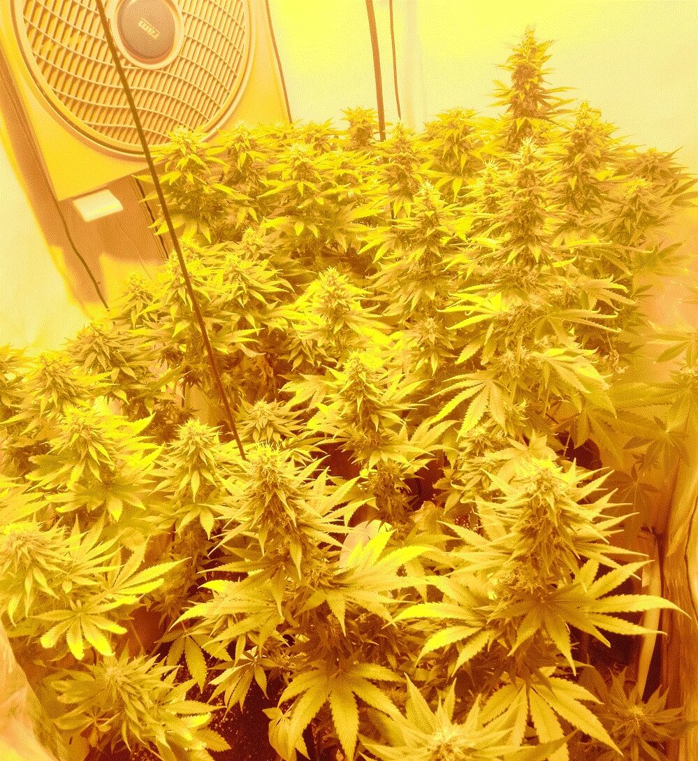 Gorilla Cookies Grower's Choice